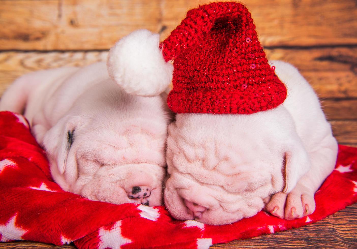 Portrait de deux chiots bouledogue américain avec des chapeaux de père Noël dormant sur une couverture rouge photo