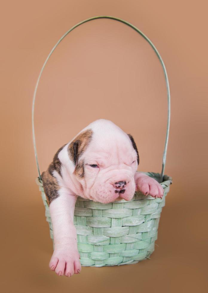 Portrait de chiot bouledogue américain dans un panier photo