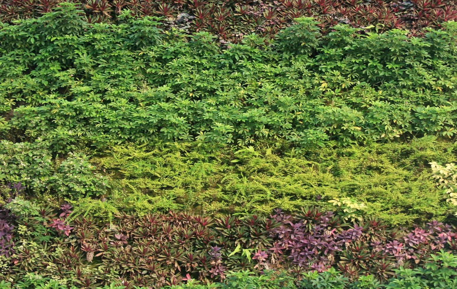 mur vertical vert extérieur photo