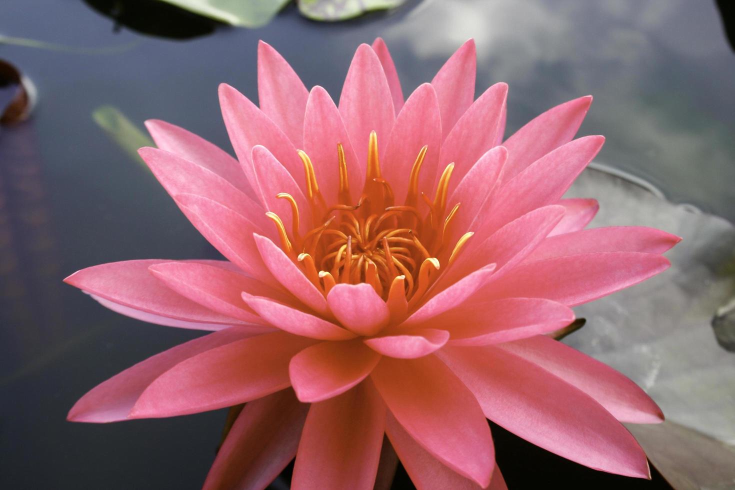 fleur de lotus rose dans l'eau photo