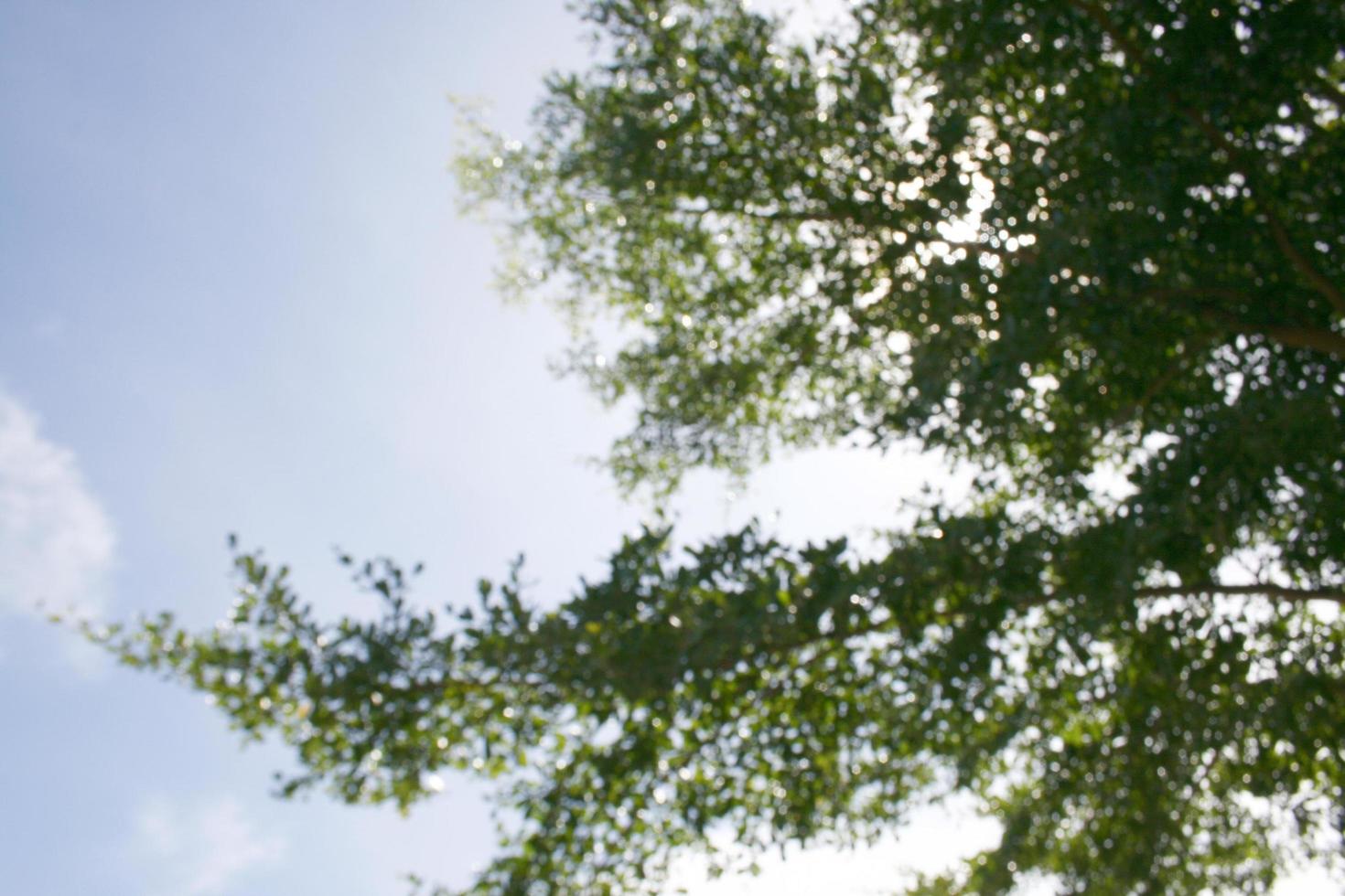 arbre dans le ciel photo