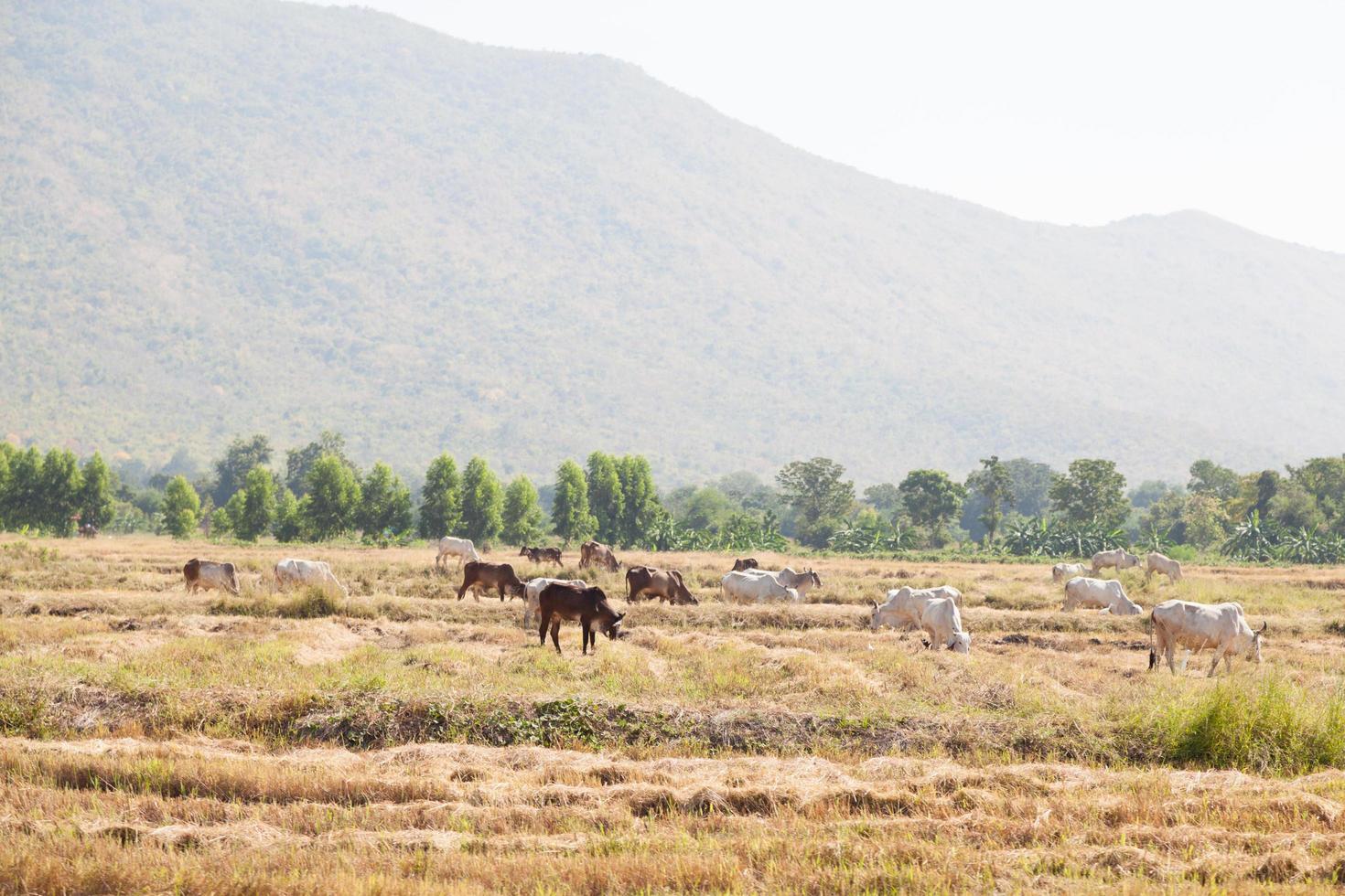 bovins sur le terrain photo