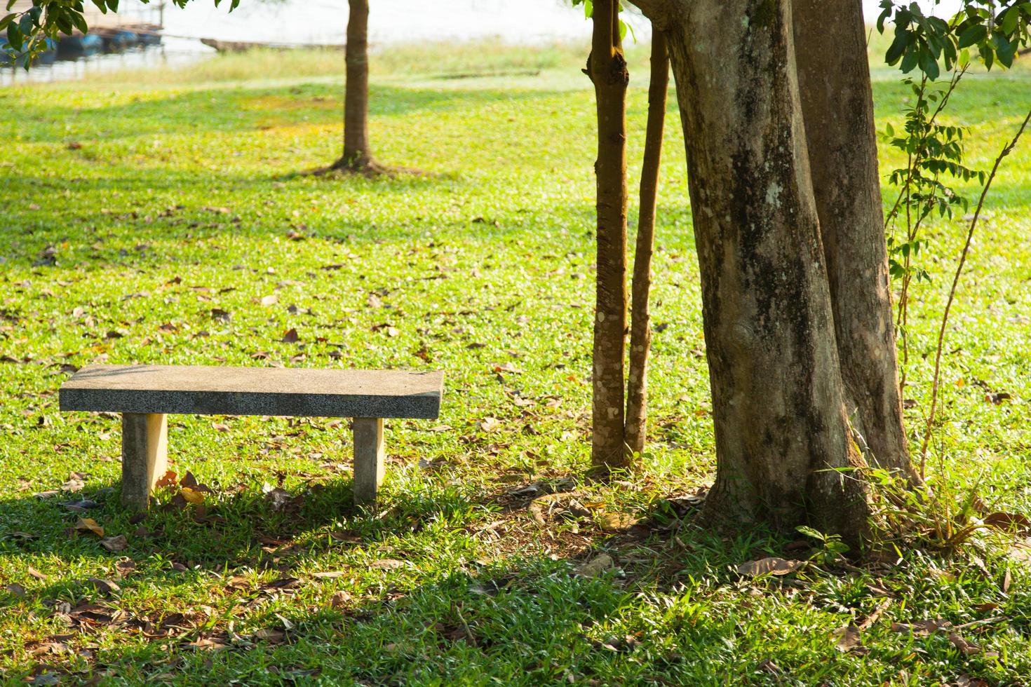 banc sous un arbre photo