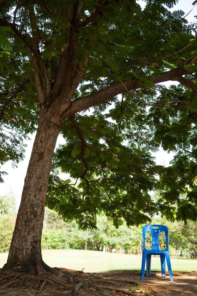 chaise sous un arbre photo