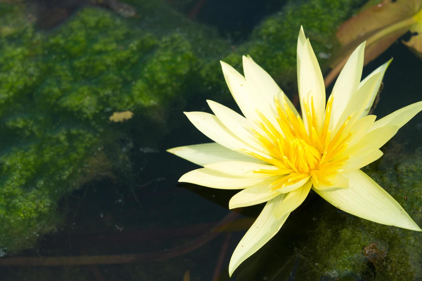 fleur de lotus jaune photo