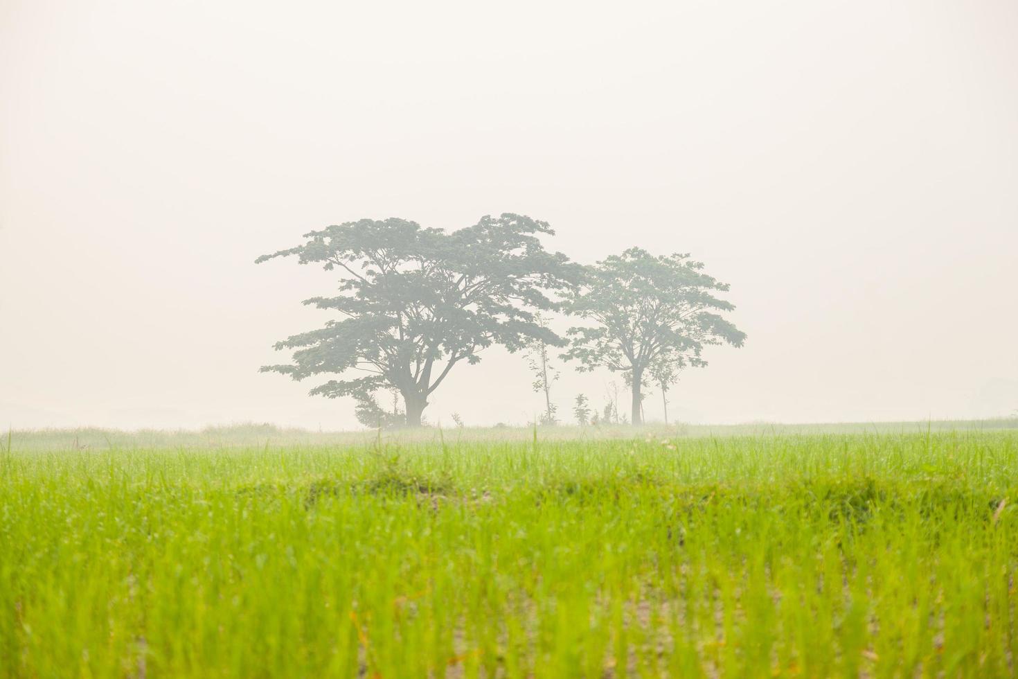 arbres sur les rizières photo