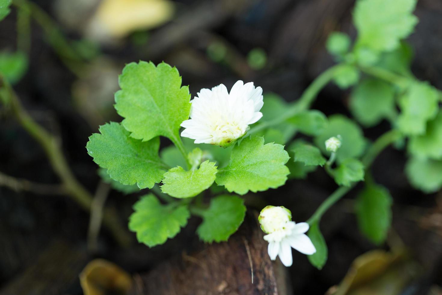 gros plan de fleur de chrysanthème photo