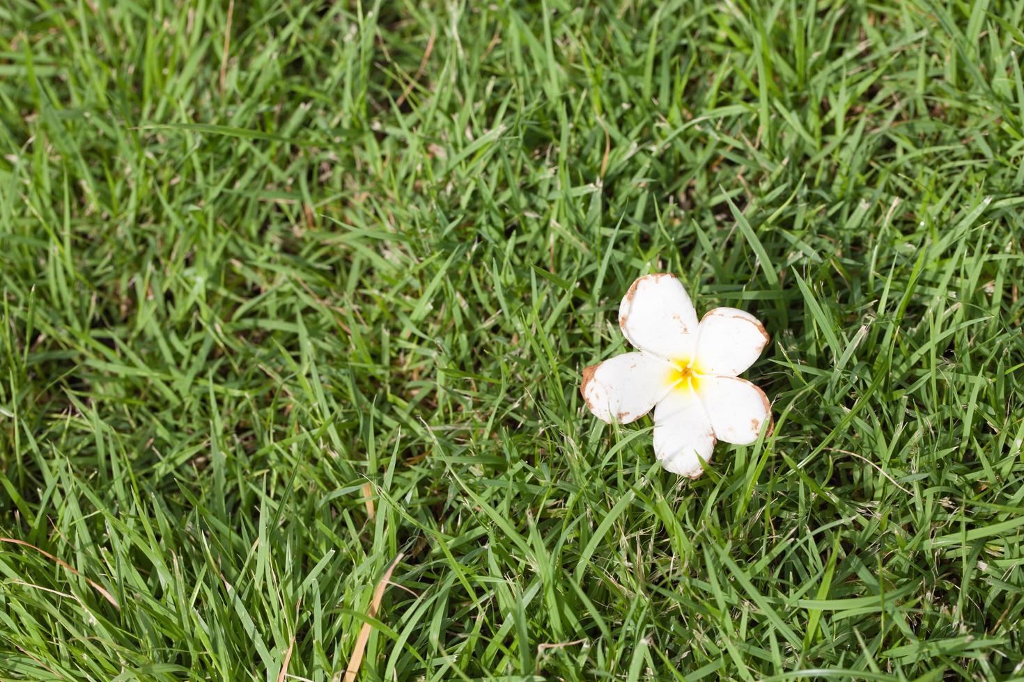 fleur blanche sur l'herbe photo
