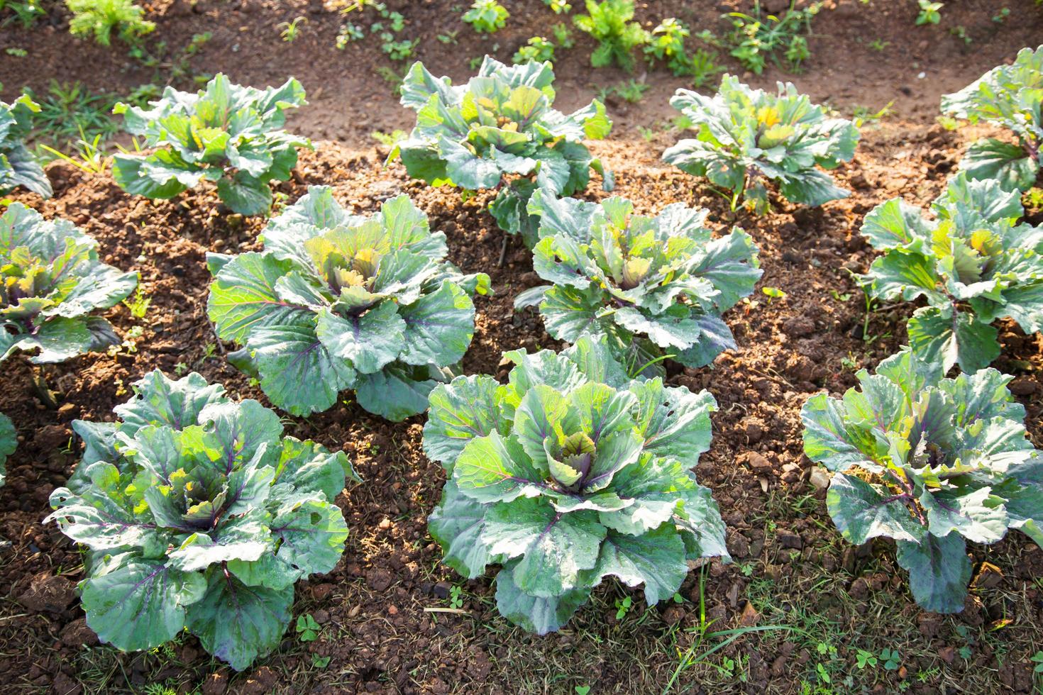 légumes sur le champ de légumes photo