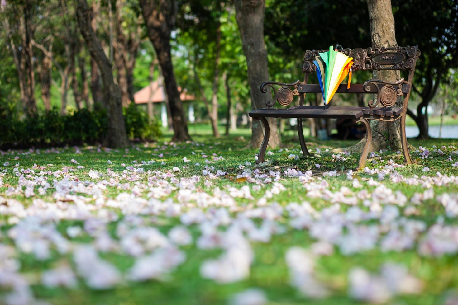 parapluie sur le banc photo