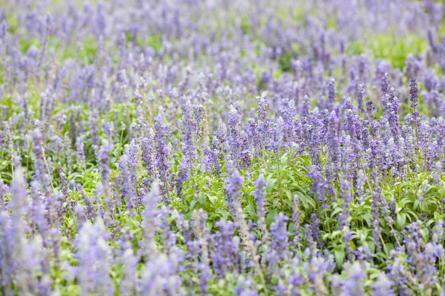 fleurs bleues dans le parc photo