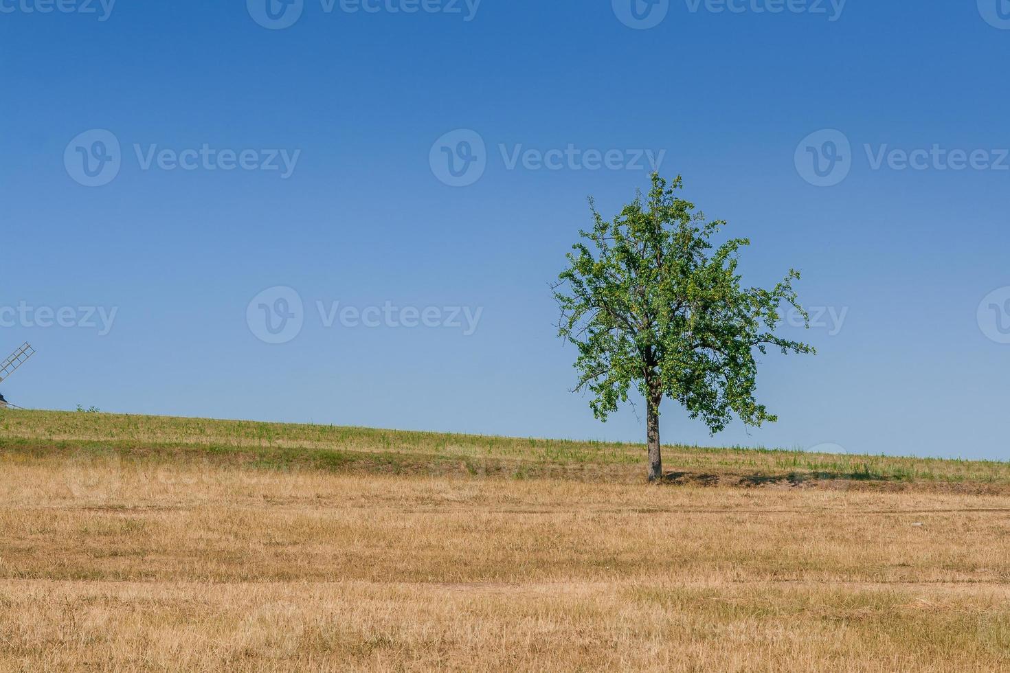 arbre vert de ciel bleu photo