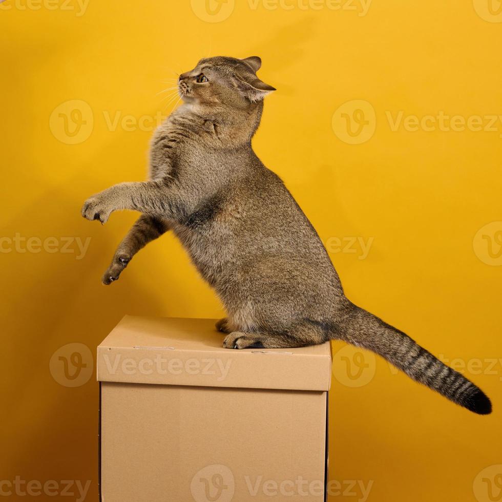 adulte gris chat, cheveux courts Écossais aux oreilles droites, est assis sur une Jaune Contexte. le animal est assis sur une marron papier carton boîte photo