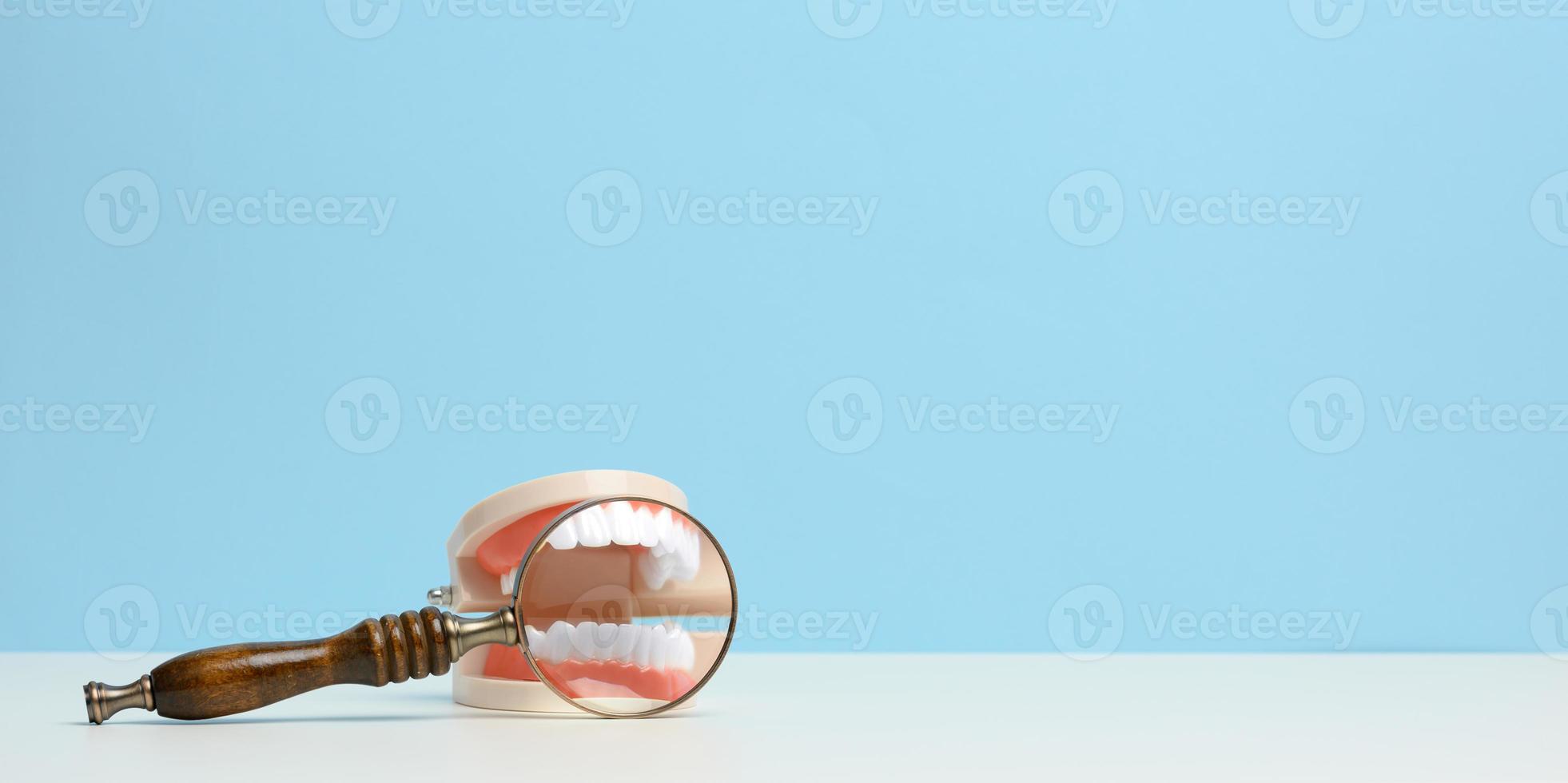 modèle de une Humain mâchoire avec blanc les dents et une en bois loupe sur une blanc tableau. de bonne heure diagnostic, oral se soucier photo