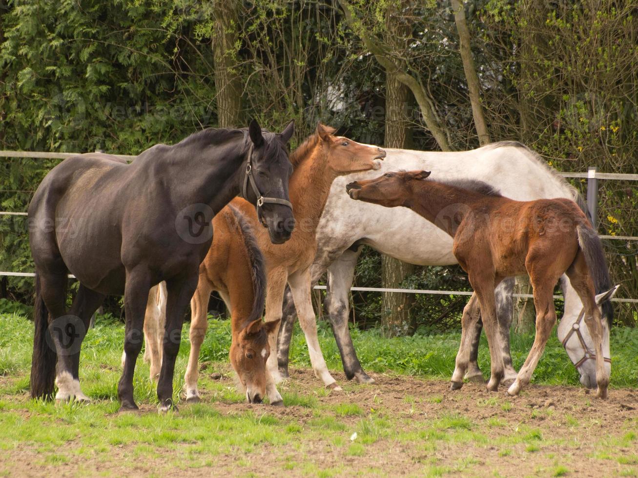 chevaux sur un pré allemand photo