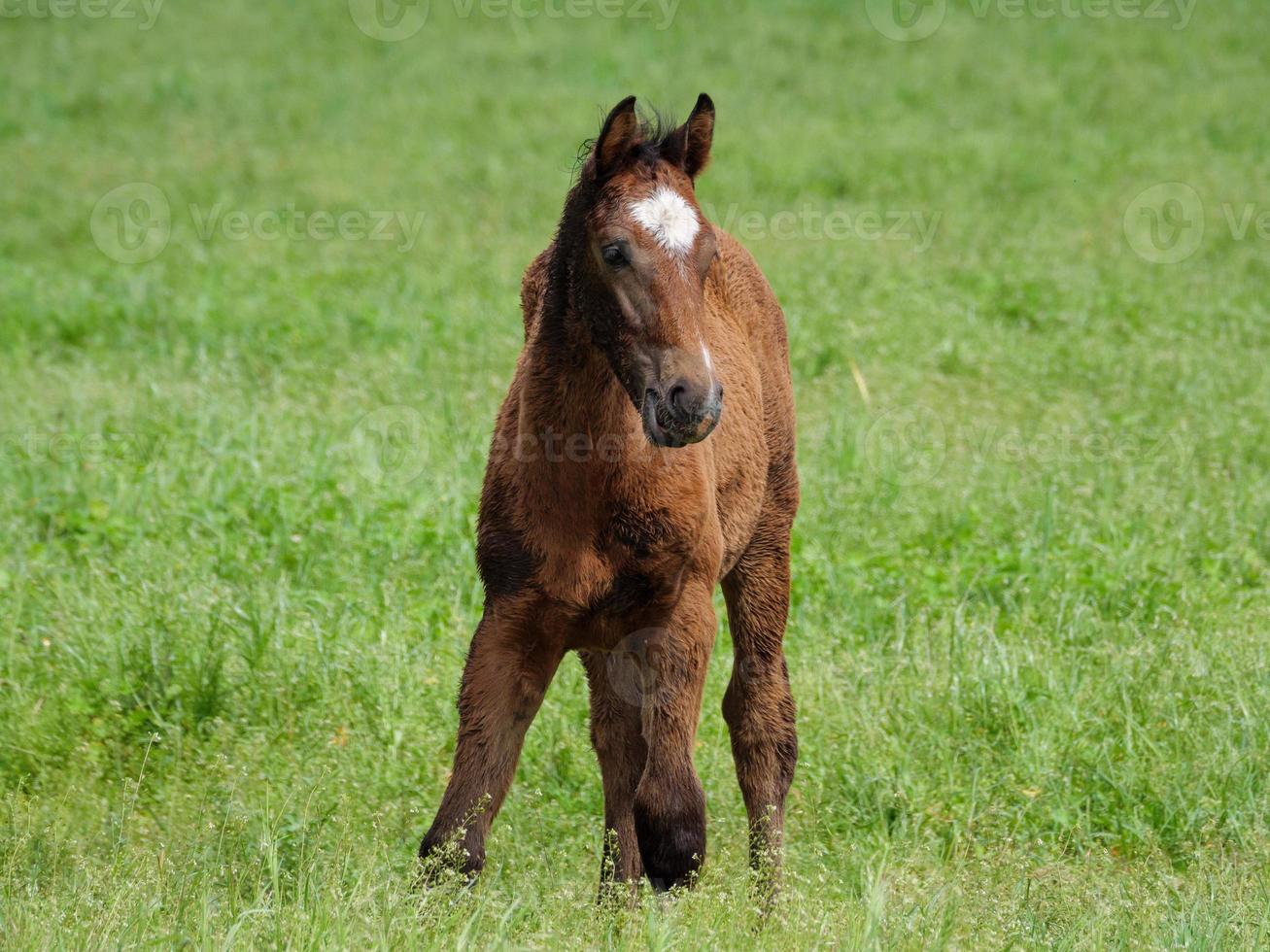 les chevaux à printemps temps dans Allemagne photo