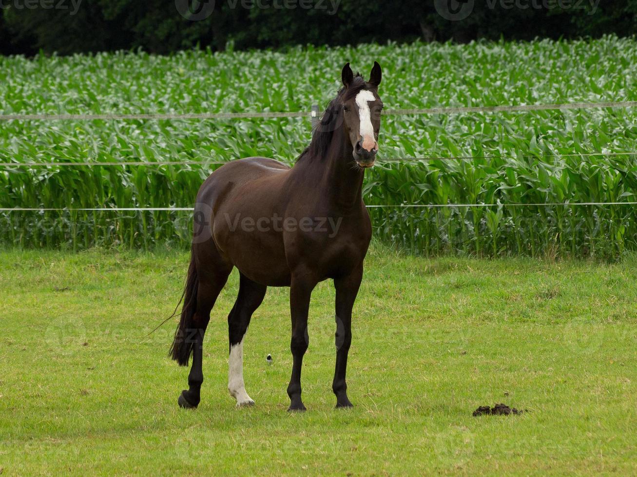 cheval et poulains photo