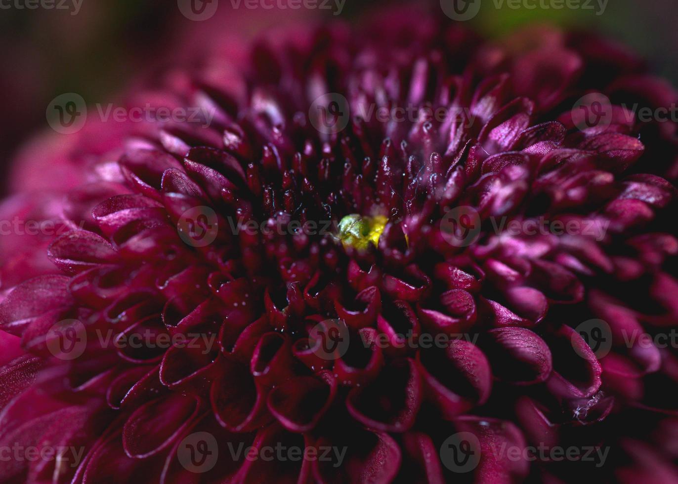 chrysanthème violet fleur photographier photo