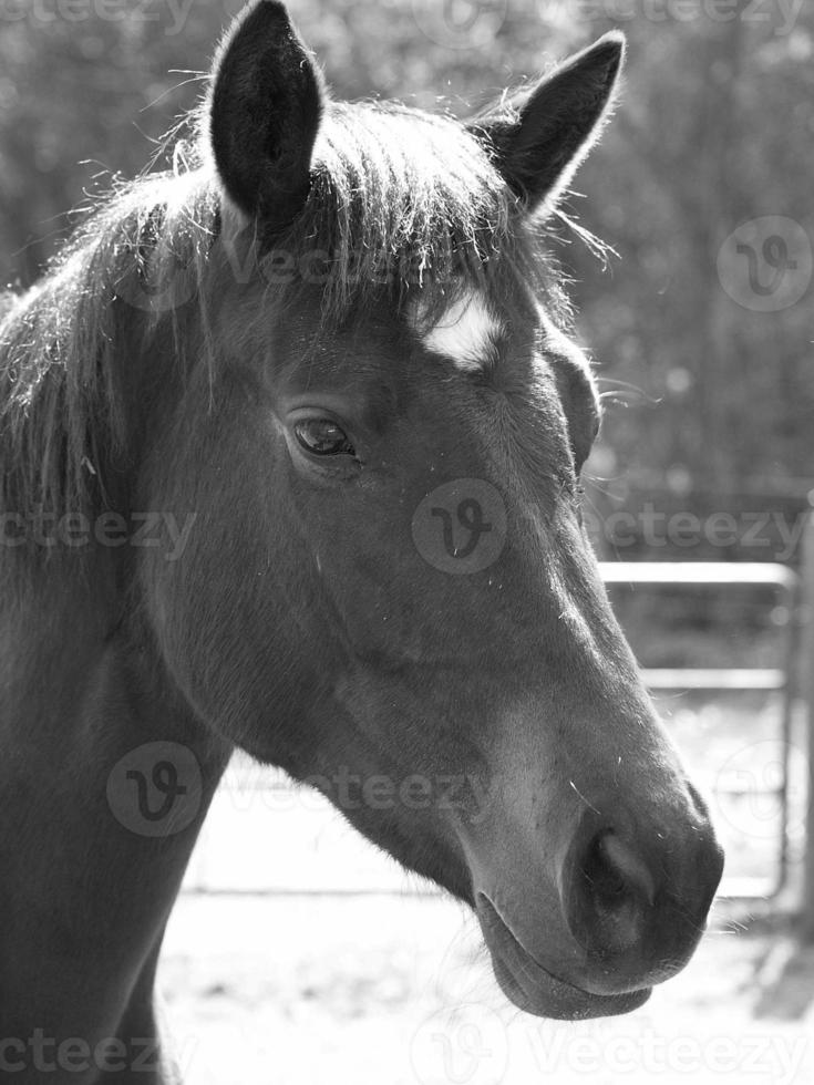 chevaux sur un pré allemand photo