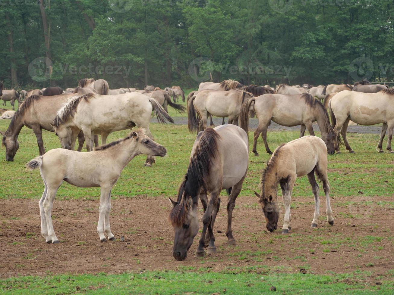 chevaux et poulains en allemagne photo