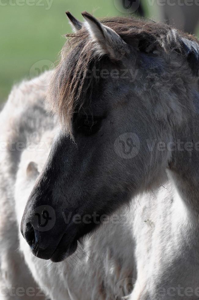 chevaux et poulains en allemagne photo