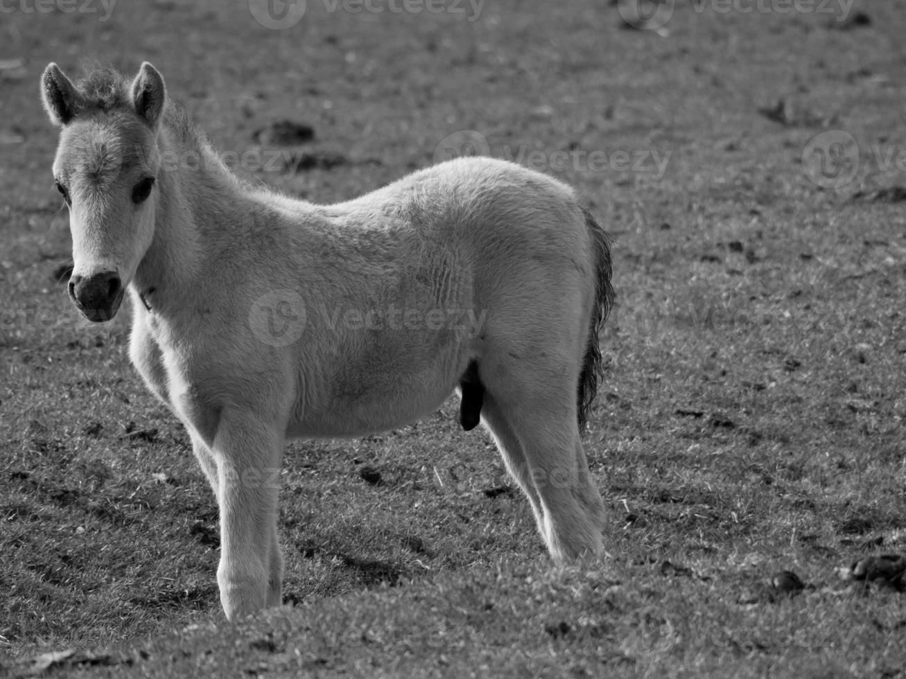 sauvage les chevaux sur une champ photo