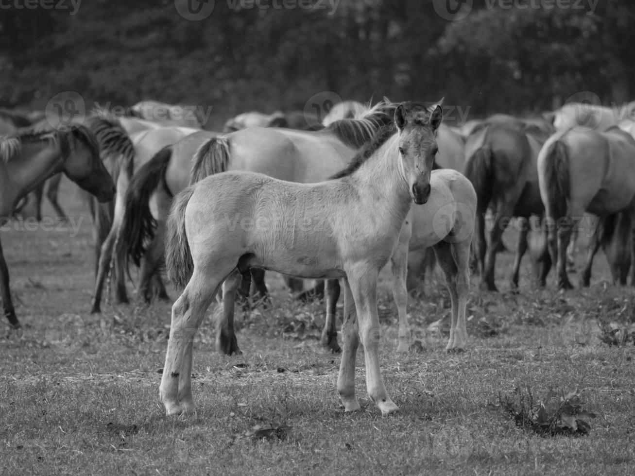 sauvage les chevaux sur une Prairie photo