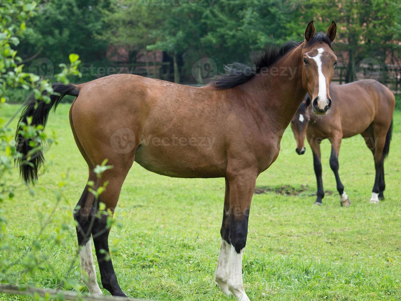 les chevaux dans Allemagne photo