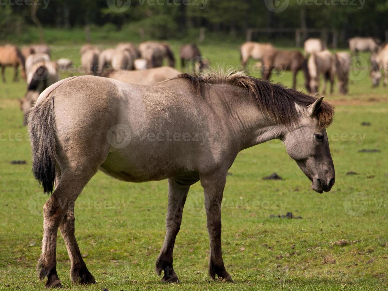 les chevaux dans le allemand westphalie photo