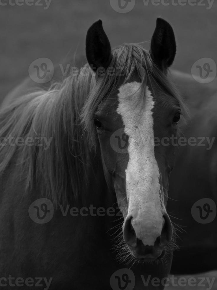 chevaux sauvages en allemagne photo