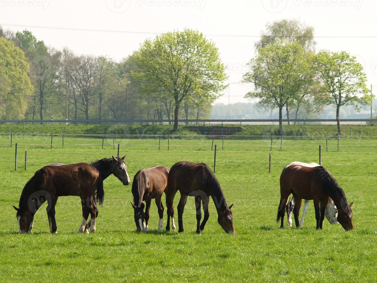 beaucoup les chevaux dans Allemagne photo