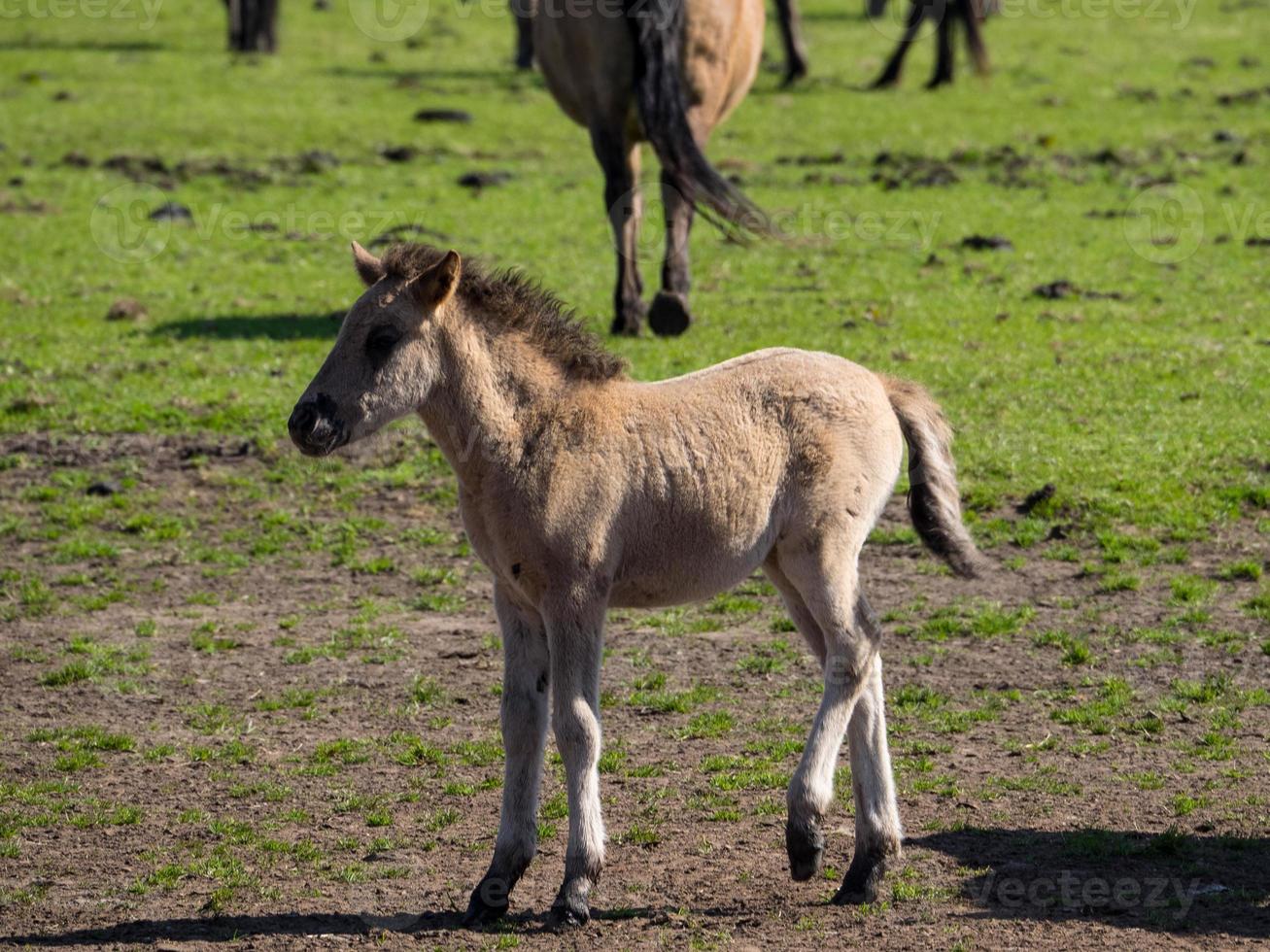 sauvage les chevaux et poulains dans Allemagne photo