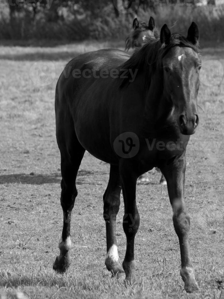 les chevaux dans Allemagne photo