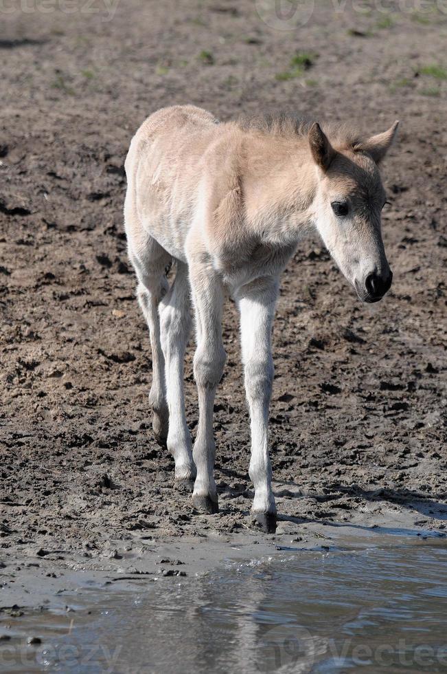 beaucoup les chevaux et poulains photo