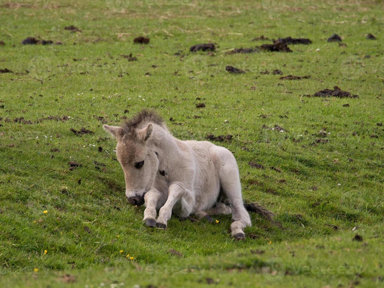 les chevaux dans le allemand westphalie photo