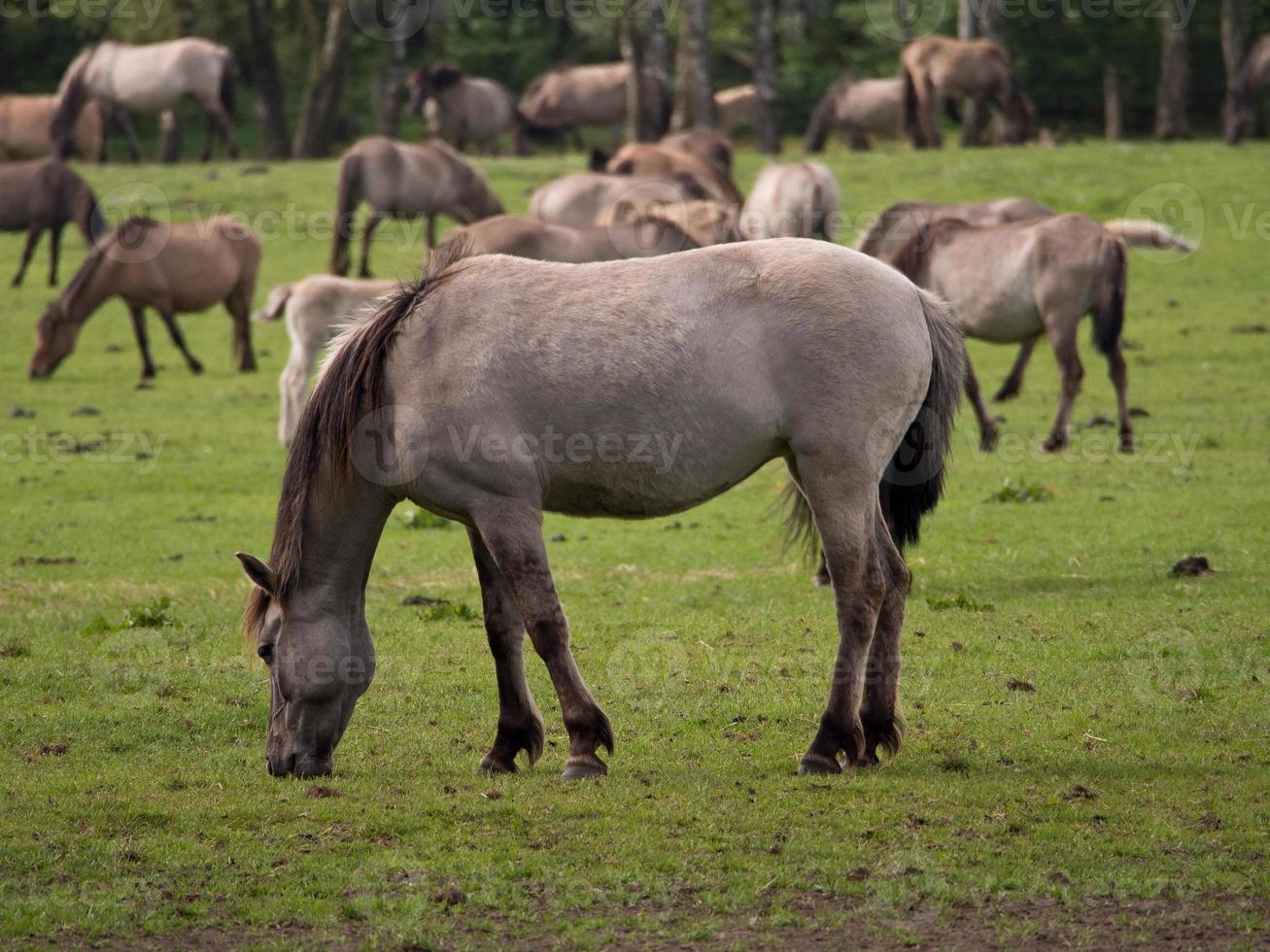 poulains et les chevaux dans Allemagne photo