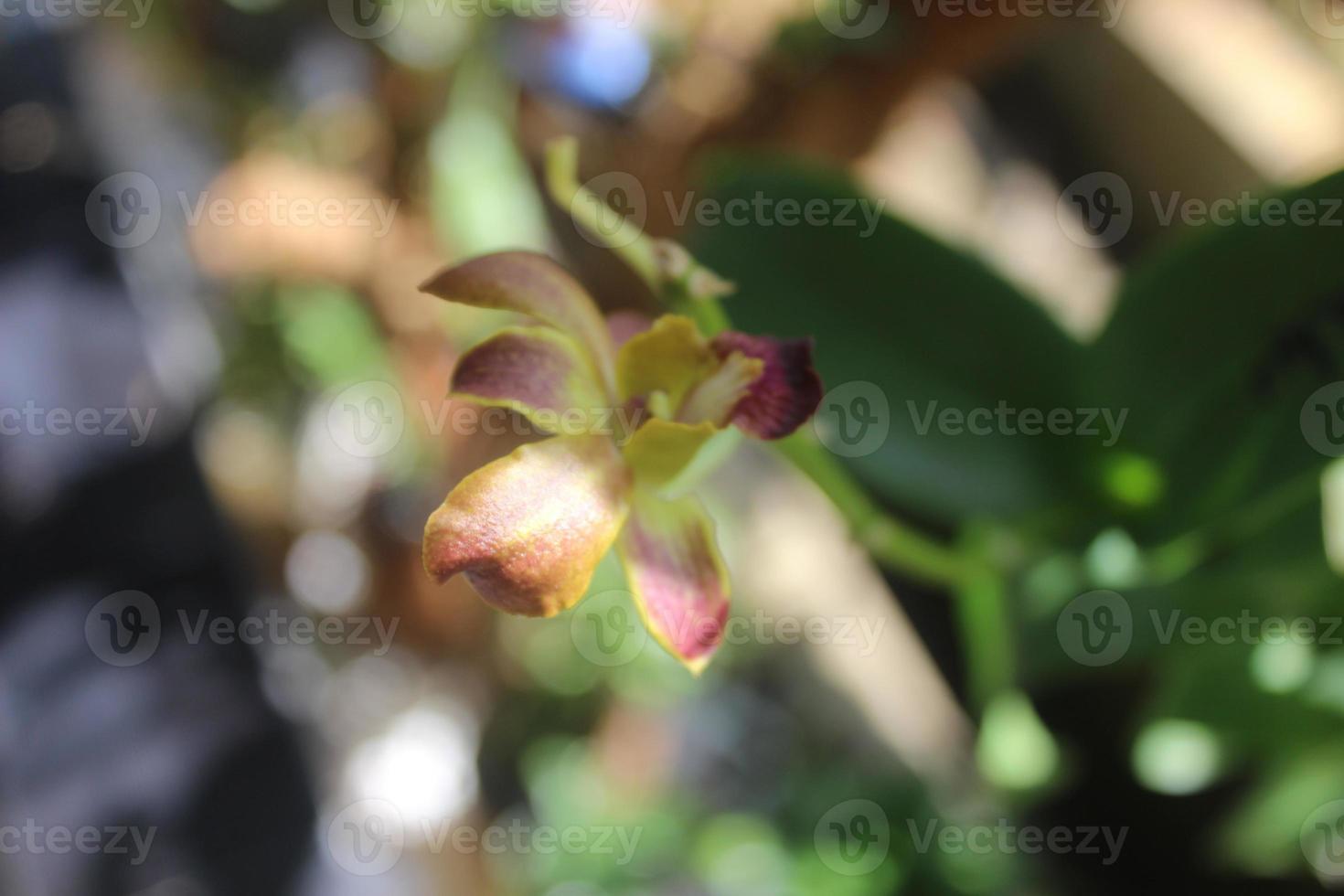 mise au point sélective de belles fleurs d'orchidées jaunes dendrobium discolor dans le jardin sur fond flou. photo