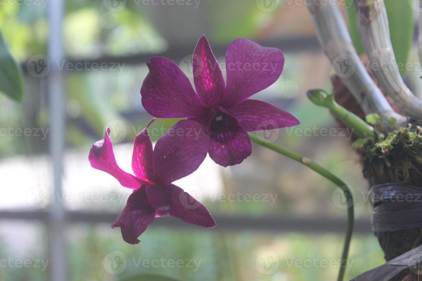 mise au point sélective de la belle orchidée dendrobium ou dendrobium sp. fleur dans le jardin. famille des orchidacées photo