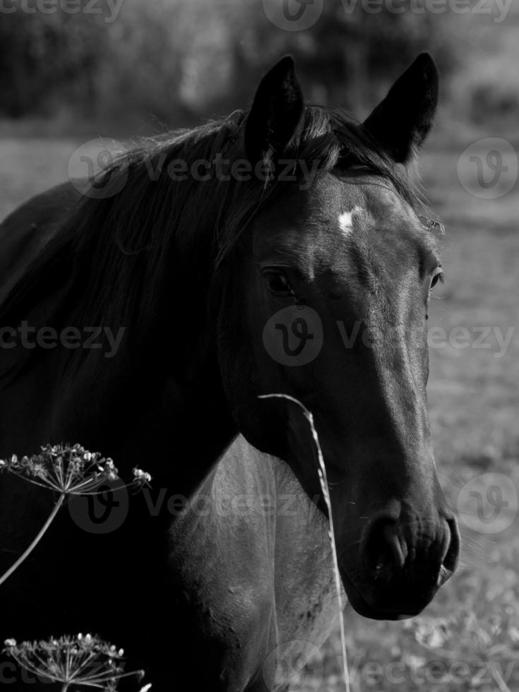 les chevaux dans Allemagne photo