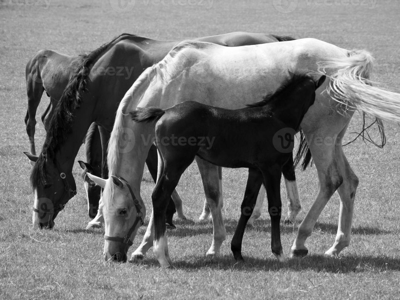 les chevaux dans Allemagne photo