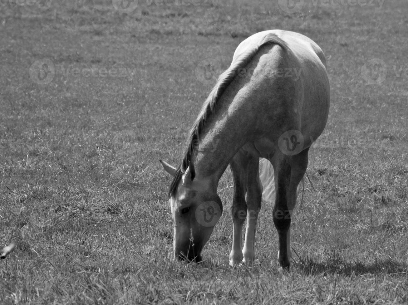 les chevaux sur Prairie dans Allemagne photo