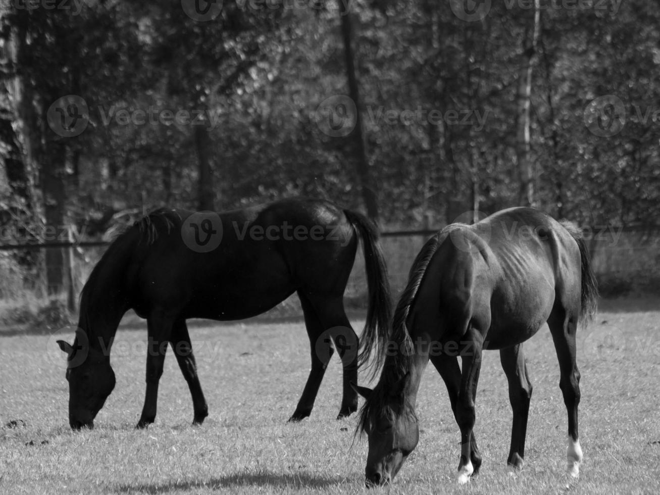 les chevaux dans Allemagne photo