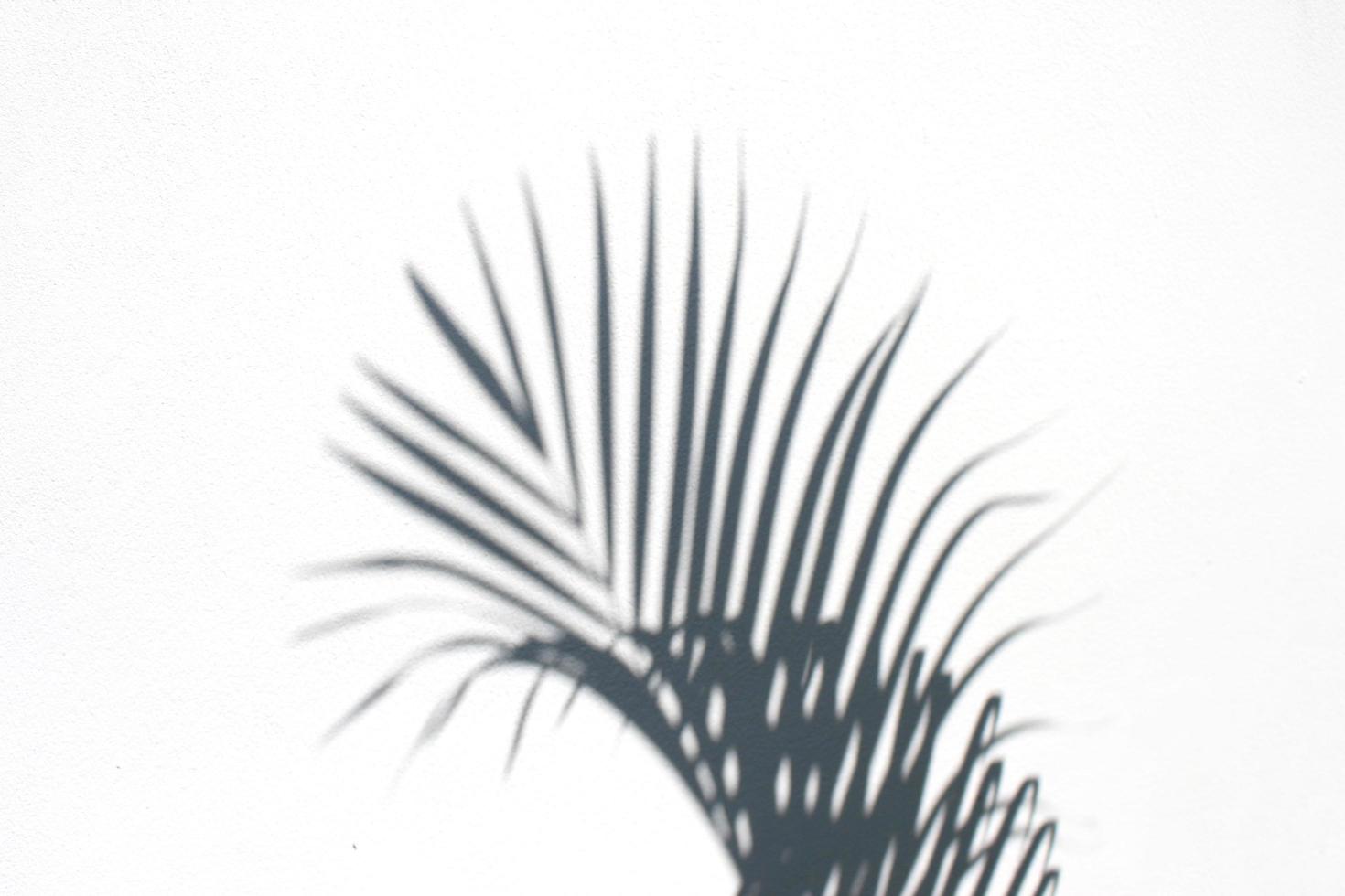 ombre de feuille de palmier photo