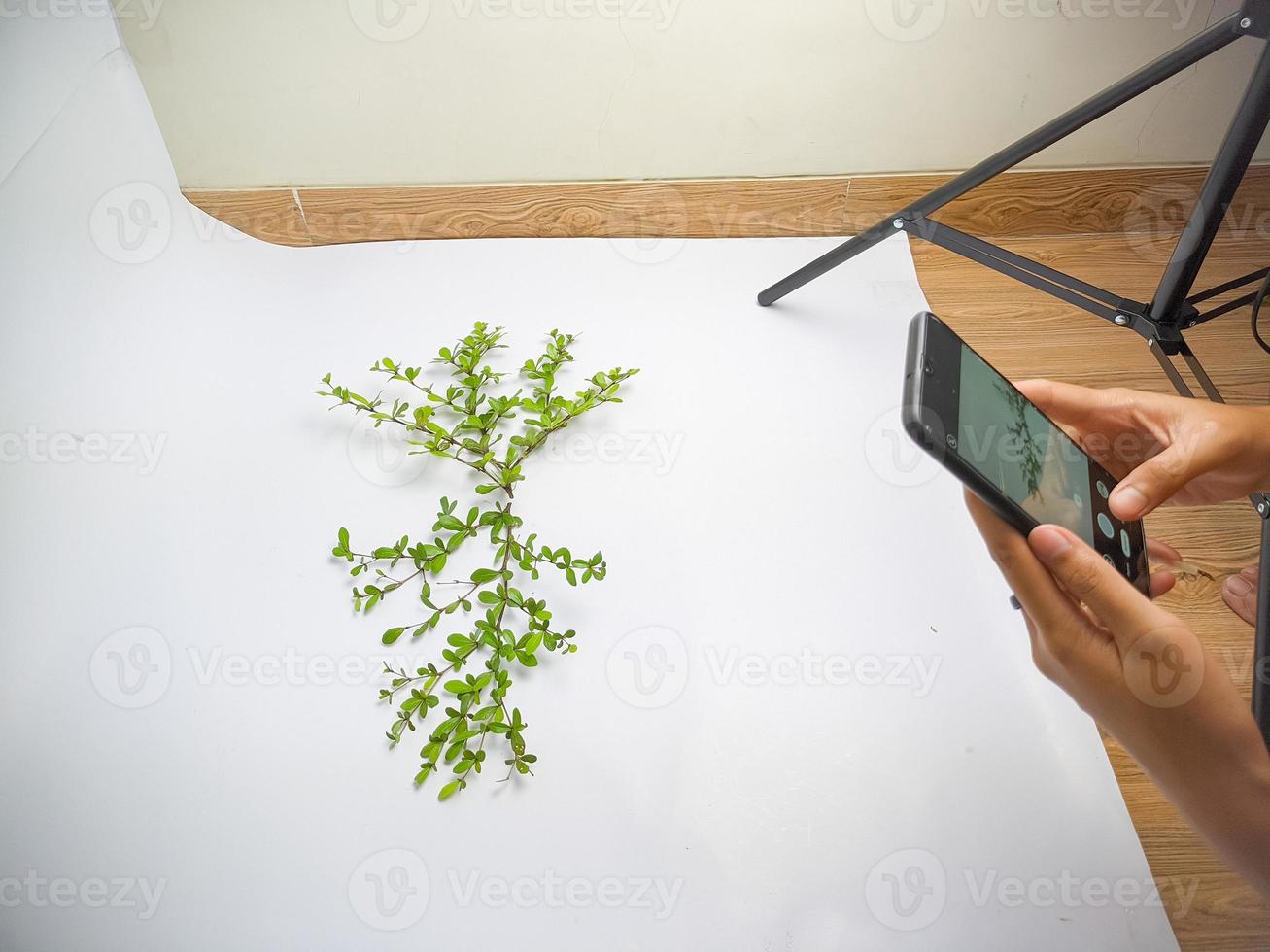 l'un a pris une photo d'un objet feuille de brindille avec un appareil photo de smartphone