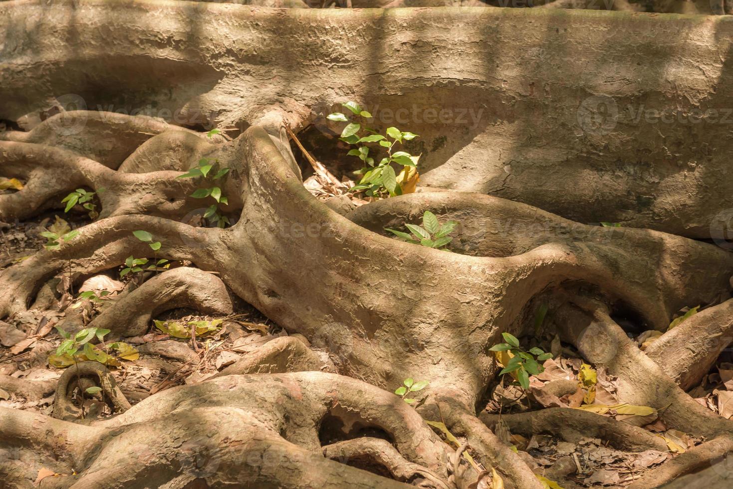 vieil arbre avec de grosses racines. illustration numérique de nature tropicale pour carte de voyage ou modèle de bannière. beau paysage naturel avec arbre tropique. arbre exotique avec un énorme système racinaire dans la peinture forestière photo