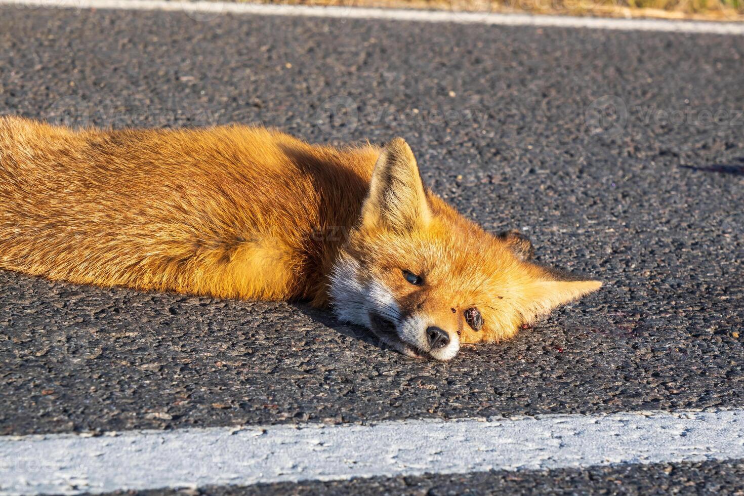 renard roux mort sur la route. problème de l'absence d'obstacles sur les voies à grande vitesse photo