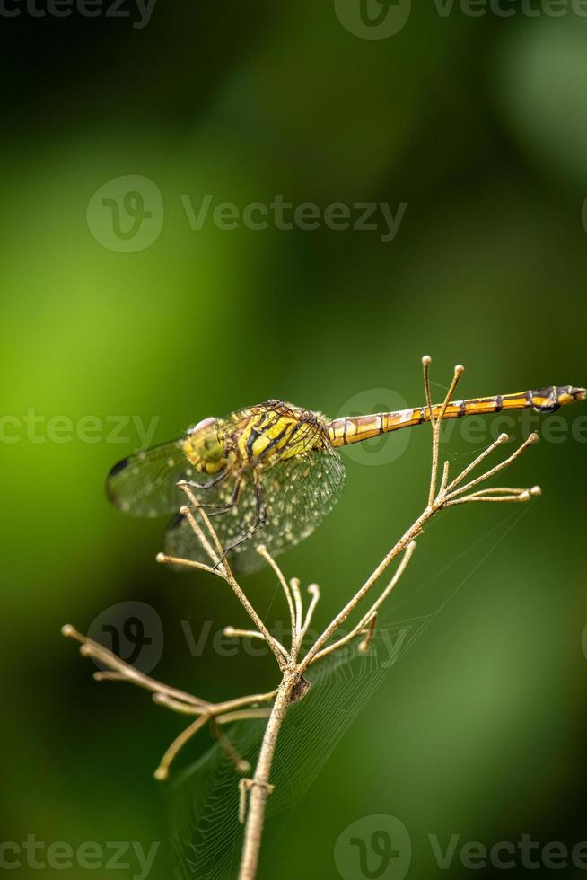 libellule debout sur une belle branche d'arbre sur fond vert photo