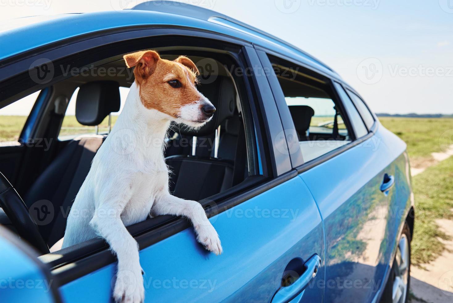 chien regardant par la fenêtre de la voiture. photo