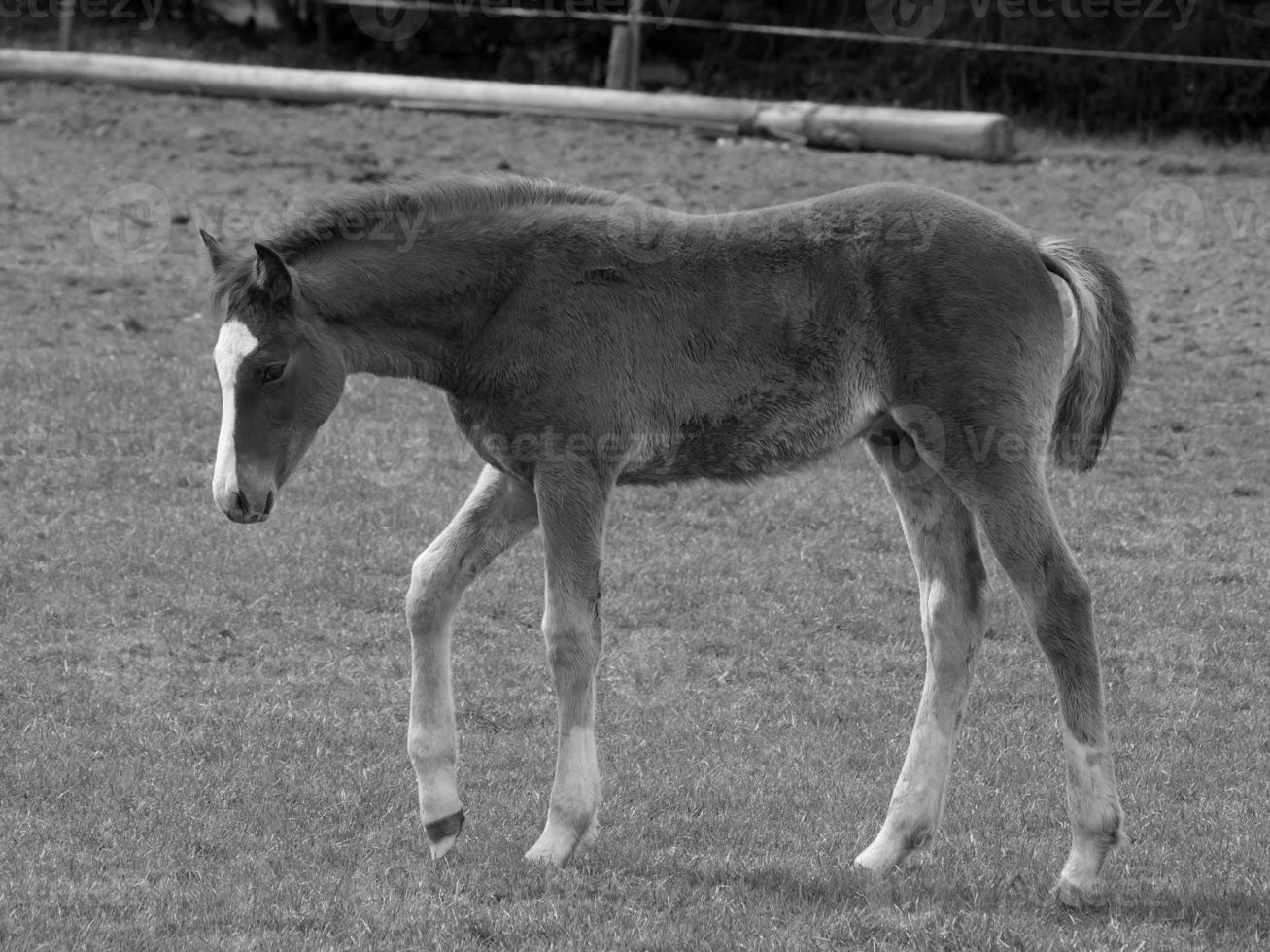 chevaux sur un pré allemand photo