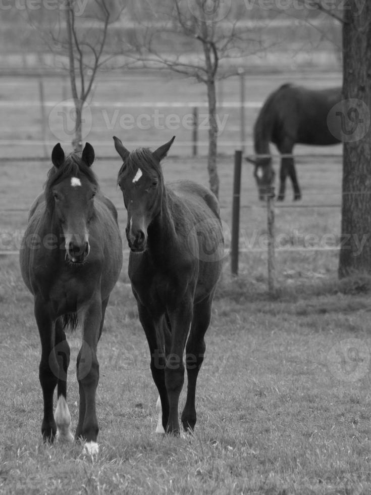 chevaux sur un pré allemand photo